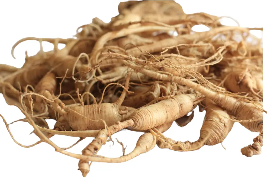 Ginseng root plant